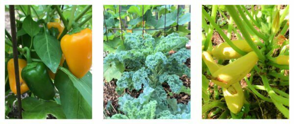 Vegetables grown with Plant Food Hero 3-2-2 organic liquid fertilizer