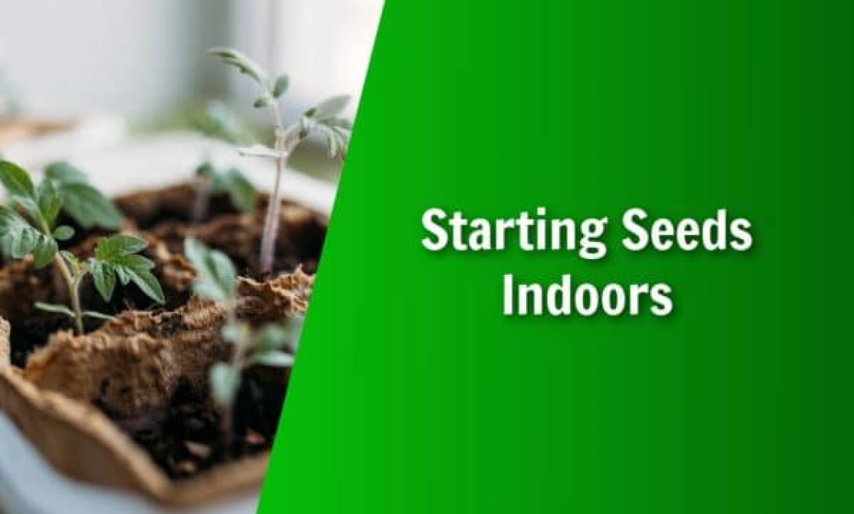 natures lawn and garden how to start seeds indoors