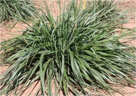 natures lawn and garden tall fescue (not crabgrass)