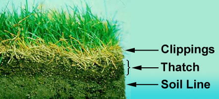 diagram of thatch in your lawn
