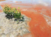toxic red algae bloom