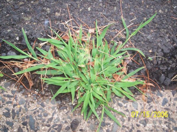 natures lawn and garden what does crabgrass look like