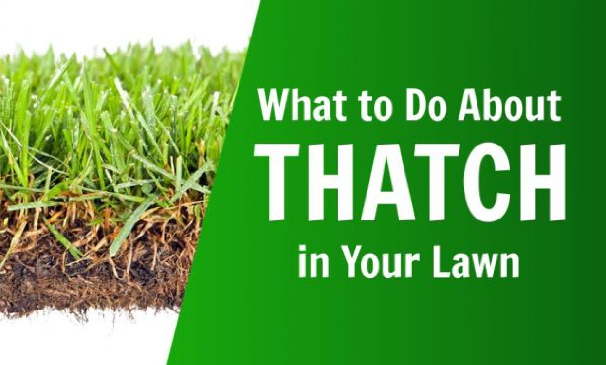 what to do about thatch in your lawn